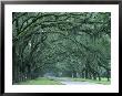 Historic Wormsloe Plantation, Savannah, Georgia, Usa by Joanne Wells Limited Edition Print