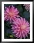 Dahlia Detail In The Bellevue Botanical Garden, Bellevue, Washington, Usa by Jamie & Judy Wild Limited Edition Pricing Art Print