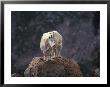 Mountain Goat On Peak, Mt. Evans, Colorado, Usa by James Gritz Limited Edition Print