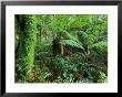 Rainforest, Otway National Park, Victoria, Australia by Thorsten Milse Limited Edition Pricing Art Print