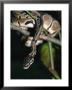A Ball Python In A Tree by Taylor S. Kennedy Limited Edition Print