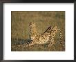 Two African Cheetahs On The Plain by Michael S. Lewis Limited Edition Pricing Art Print