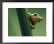 A Close View Of A Tinker Reed Frog by Chris Johns Limited Edition Print