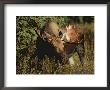 Close View Of A Moose Grazing In Denali National Park by Paul Nicklen Limited Edition Print