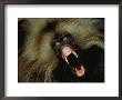 A Male Gelada Baboon Bares His Fangs by Michael Nichols Limited Edition Print
