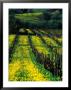 Yellow Flowers In Vineyard, Spain by Mason Florence Limited Edition Print