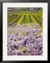 Workers In Vineyards With Wisteria Vines, Groth Winery In Napa Valley, California, Usa by Julie Eggers Limited Edition Print