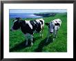 Cattle In Coastal Paddock Near Whitby, North York Moors National Park, England by Grant Dixon Limited Edition Print