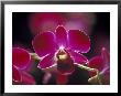 Taman Orchid, Kuala Lumpur, Malaysia by Michele Molinari Limited Edition Print