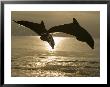 Bottlenose Dolphins, Caribbean Sea by Stuart Westmoreland Limited Edition Print