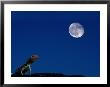 Lava Lizard (Tropidurus Sp.) Beneath A Full Moon, Galapagos, Ecuador by Mark Newman Limited Edition Print