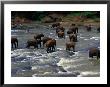 Elephant Herd Crossing River, Central, Sri Lanka by Michael Aw Limited Edition Print