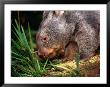 Wombat (Family Vombatidae), Australia by David Curl Limited Edition Print
