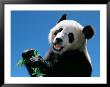 Panda Eating Bamboo, Wolong, Sichuan, China by Keren Su Limited Edition Print
