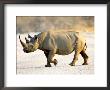 Black Rhinoceros At Halali Resort, Namibia by Joe Restuccia Iii Limited Edition Pricing Art Print