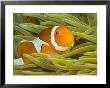 False Clown Anemonefish, Raja Ampat Region Of Papua, Indonesia by Stuart Westmoreland Limited Edition Pricing Art Print