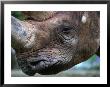 Rhinoceros (Rhinocerotidae) At Frankfurt Zoo, Frankfurt-Am-Main, Germany by Martin Moos Limited Edition Print