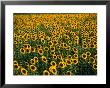 Fields Of Sunflowers Around Oristano, Oristano, Sardinia, Italy by Dallas Stribley Limited Edition Print