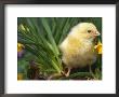 Domestic Chicken, Baby Chick, Usa by Lynn M. Stone Limited Edition Print