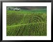 Spring Green Pea Fields, Palouse, Washington, Usa by Terry Eggers Limited Edition Print