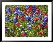Texas Blue Bonnets And Red Phlox In Industry, Texas, Usa by Darrell Gulin Limited Edition Print