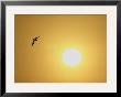 Silhouette Of Flying Ring-Billed Gull At Sunrise, Merritt Island National Wildlife Refuge by Arthur Morris Limited Edition Pricing Art Print