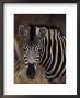 Burchell's Zebra, Equus Burchelli by Robert Franz Limited Edition Print