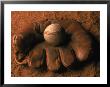 Baseball Glove With Ball On Dirt by John T. Wong Limited Edition Print
