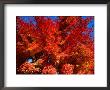 Red Autumn Foliage, Bellinzona, Switzerland by Martin Moos Limited Edition Print