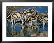 Zebras Drinking Water, Namibia by Juliet Coombe Limited Edition Pricing Art Print