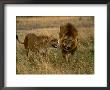 Lion And Lioness Growling At Each Other, Masai Mara National Reserve, Rift Valley, Kenya by Mitch Reardon Limited Edition Print