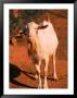 White Goat by Silvestre Machado Limited Edition Pricing Art Print