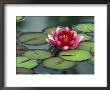 Water Lily And Pods At The Woodland Park Zoo Rose Garden, Washington, Usa by Jamie & Judy Wild Limited Edition Print