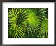 Close View Of A Palm Frond by Klaus Nigge Limited Edition Print