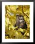 A Captive Great Horned Owl Is Perched In A Tree by Roy Toft Limited Edition Pricing Art Print