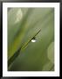 Blade Of Grass With Dewdrop by Nancy Rotenberg Limited Edition Print