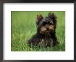 Yorkshire Terrier Puppy Sitting In Grass by Adriano Bacchella Limited Edition Pricing Art Print