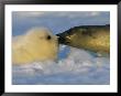 A Mother Harp Seal Sniffs Her Pup For Instant Recognition by Brian J. Skerry Limited Edition Pricing Art Print