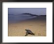 A Leatherback Turtle Heads Out To Sea by Steve Winter Limited Edition Pricing Art Print