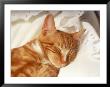 Orange Tabby Kitten Sleeping by Fredde Lieberman Limited Edition Print