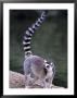 Ringtail Lemur, Lemur Catta by Mark Newman Limited Edition Print