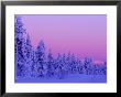 Sunset In The Lappish Winter, Finland by Daisy Gilardini Limited Edition Print