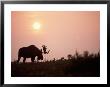 Moose Bull With Antlers Silhouetted At Sunset, Smoke Of Wildfires, Denali National Park, Alaska by Steve Kazlowski Limited Edition Print