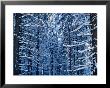 Snow Covered Pine Trees In Demanovska Valley Forest, Low Tatra Mountains, Slovakia by Richard Nebesky Limited Edition Print