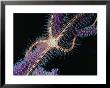 Brittle Star On A Gorgonian, Belize, Belize by Mark Webster Limited Edition Pricing Art Print