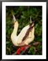Red-Footed Booby (Sula Sula) In The Mangroves On Lighthouse Reef, Belize by Ralph Lee Hopkins Limited Edition Print