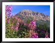 Fireweed And Mt. Gothic Near Crested Butte, Colorado, Usa by Julie Eggers Limited Edition Pricing Art Print