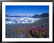 Dwarf Fireweed On A Moraine And Icebergs Of Columbia Bay, Prince William Sound, Alaska, Usa by Hugh Rose Limited Edition Print