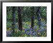 Balsam Root And Lupine Among Pacific Ponderosa Pine, Rowena, Oregon, Usa by Jamie & Judy Wild Limited Edition Print