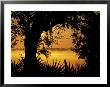 Palms And Oak Along Chimney Creek, Savannah, Georgia, Usa by Joanne Wells Limited Edition Pricing Art Print